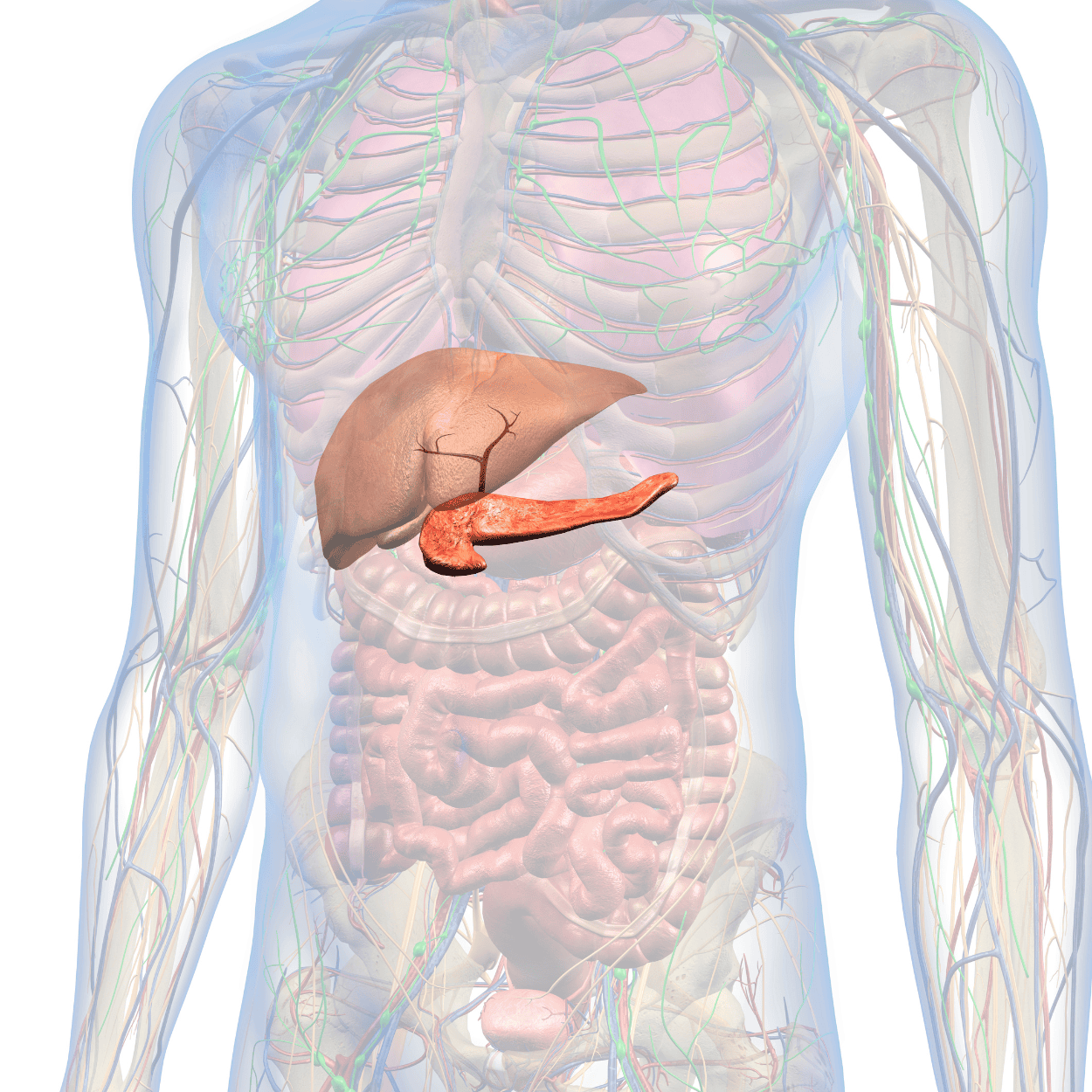 Cơ chế chuyển hóa đường: Chìa khóa trị đái tháo đường típ 2