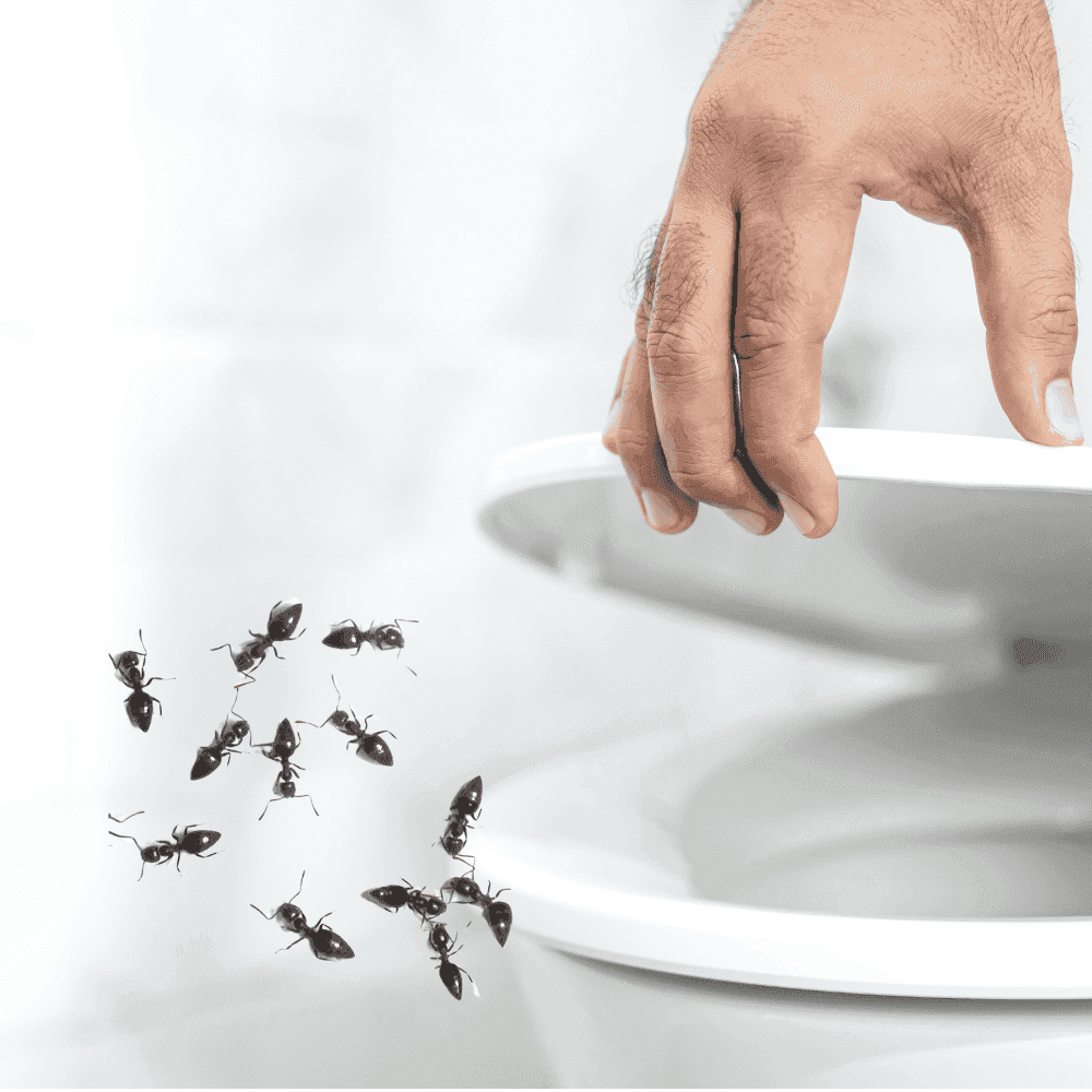 Đi tiểu mà kiến bu lại thì có phải bị tiểu đường không?